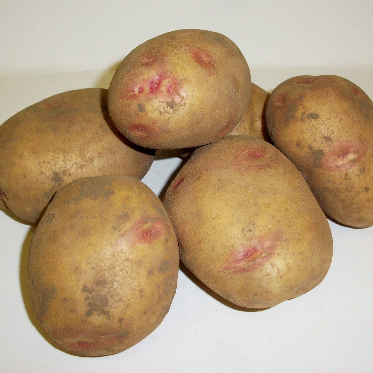 Kestrel Second Early Seed Potatoes 2kg 5015882242184